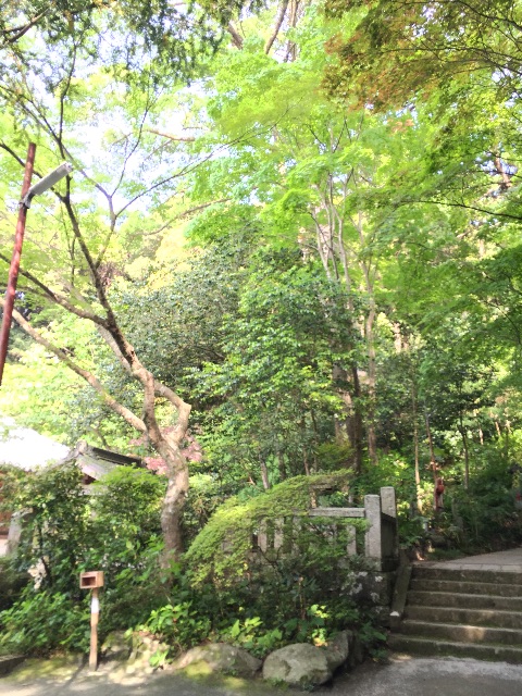 f:id:yumiko531:20150508192210j:image f:id:yumiko531:20150508192210j:image