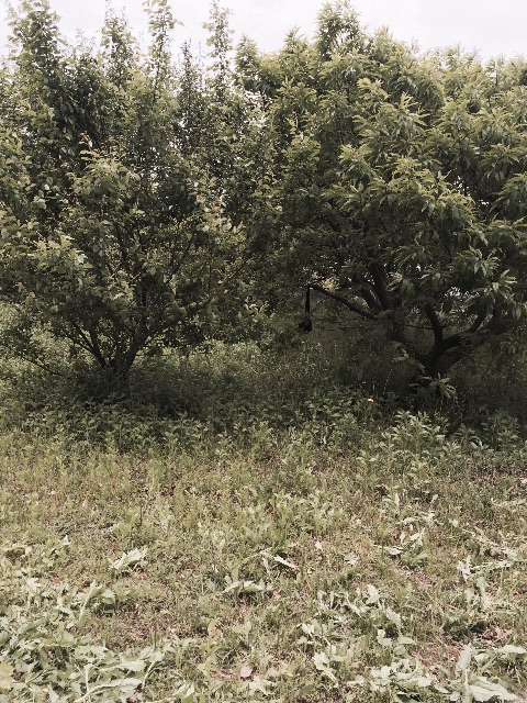 f:id:yumiko531:20150509181207j:image f:id:yumiko531:20150509181207j:image