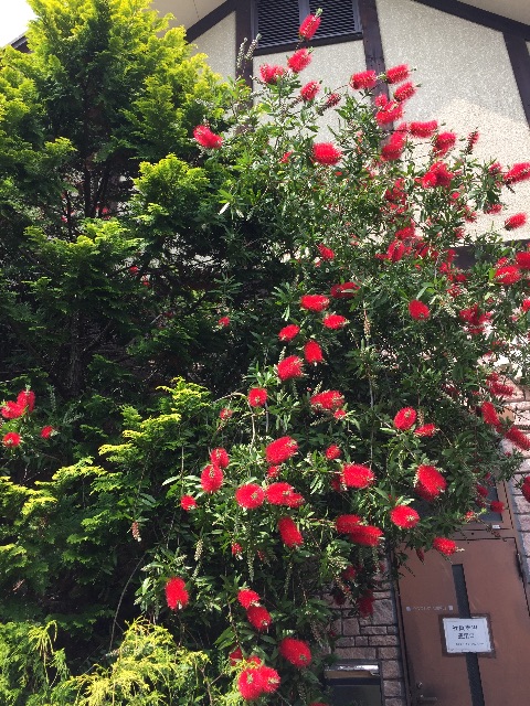 f:id:yumiko531:20150525185505j:image f:id:yumiko531:20150525185505j:image