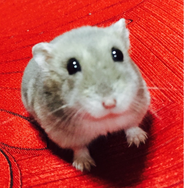 f:id:yumiko531:20150702235420j:image f:id:yumiko531:20150702235420j:image