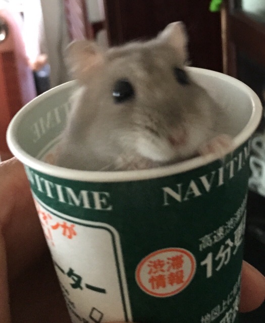 f:id:yumiko531:20150703055024j:image f:id:yumiko531:20150703055024j:image