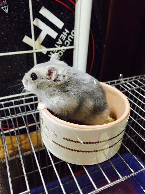 f:id:yumiko531:20150703055805j:image f:id:yumiko531:20150703055805j:image