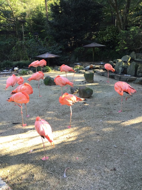 f:id:yumiko531:20151004152310j:image f:id:yumiko531:20151004152310j:image