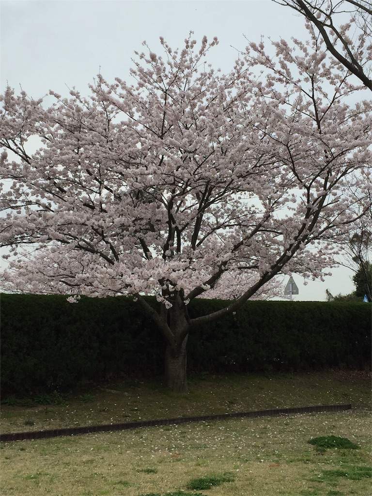 f:id:yumiko531:20160403172036j:image f:id:yumiko531:20160403172036j:image