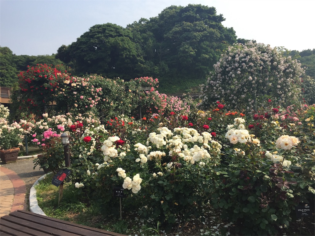 f:id:yumiko531:20160528214750j:image f:id:yumiko531:20160528214750j:image
