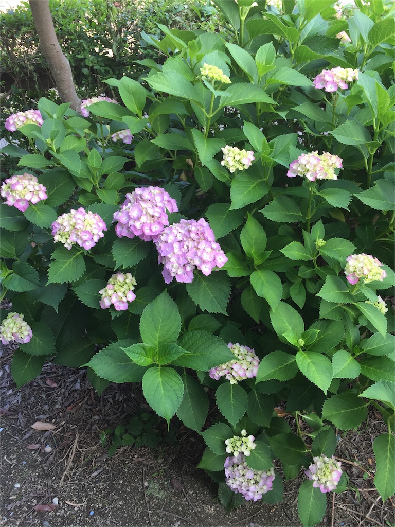 f:id:yumiko531:20160602124030j:image f:id:yumiko531:20160602124030j:image