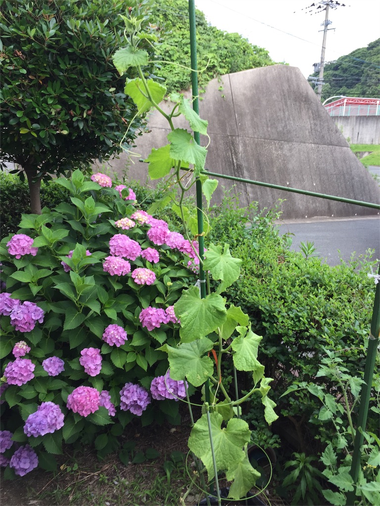 f:id:yumiko531:20160615170722j:image f:id:yumiko531:20160615170722j:image