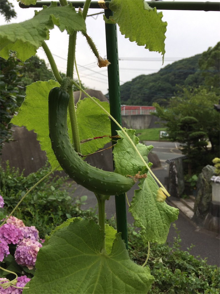 f:id:yumiko531:20160627181146j:image f:id:yumiko531:20160627181146j:image