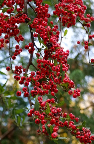 f:id:yummy21:20121129122703j:image:w198 f:id:yummy21:20121129122703j:image:w198