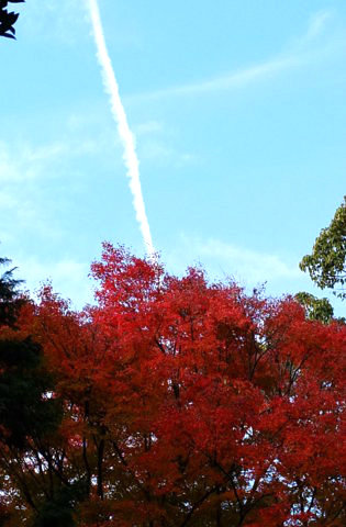 f:id:yummy21:20121129122857j:image:w198