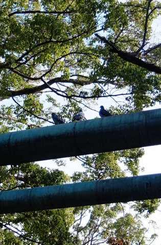 f:id:yummy21:20121129122958j:image:w198 f:id:yummy21:20121129122958j:image:w198