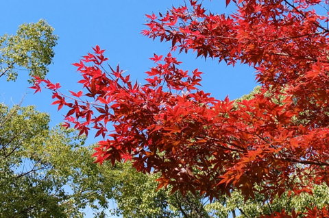 f:id:yummy21:20121129123041j:image:w400 f:id:yummy21:20121129123041j:image:w400