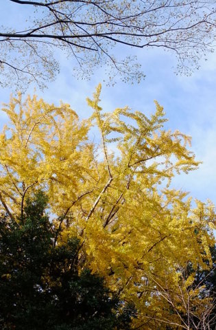 f:id:yummy21:20121129123120j:image:w198 f:id:yummy21:20121129123120j:image:w198