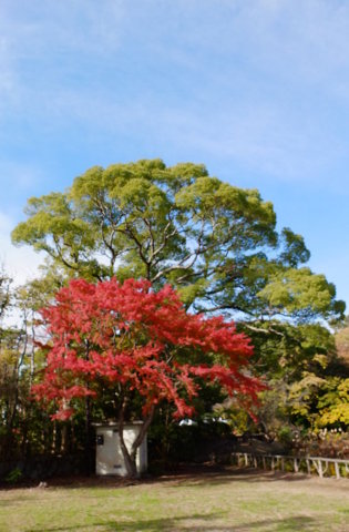 f:id:yummy21:20121129123148j:image:w300 f:id:yummy21:20121129123148j:image:w300