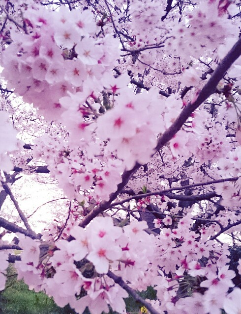 f:id:yurime-sf:20160406010559j:image f:id:yurime-sf:20160406010559j:image