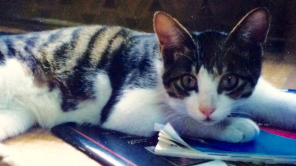 f:id:yurucat:20150901104612j:image f:id:yurucat:20150901104612j:image