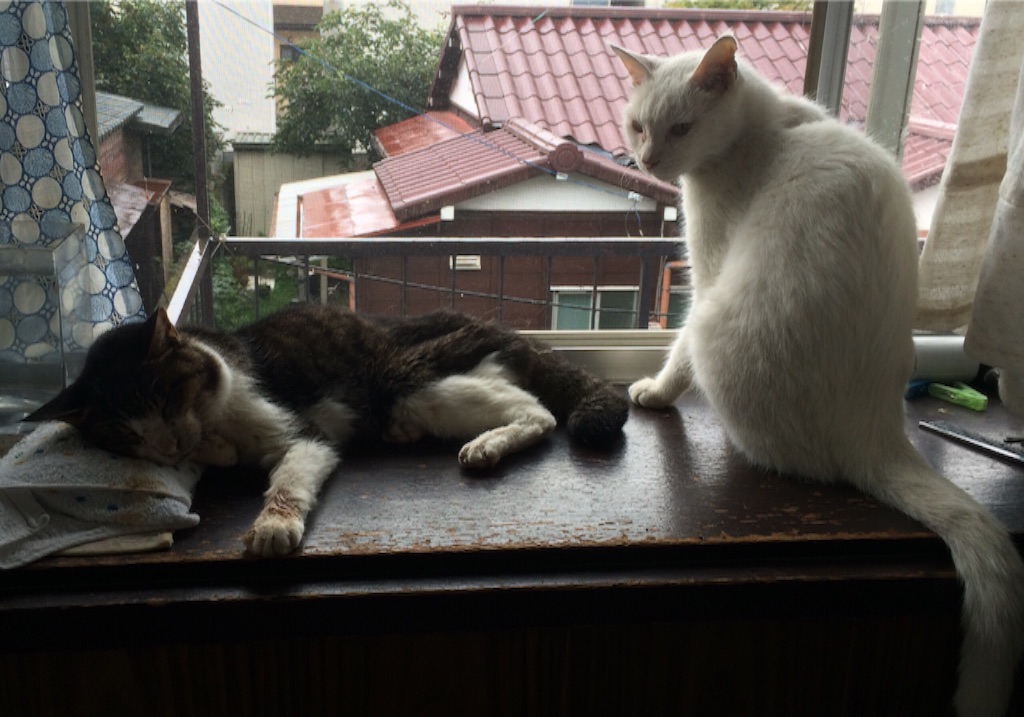 f:id:yurucat:20150901105006j:image f:id:yurucat:20150901105006j:image