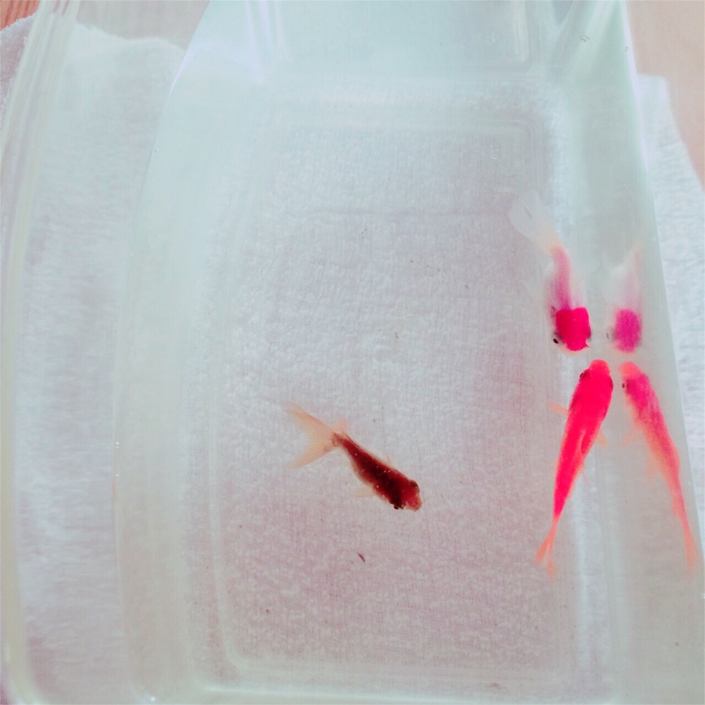 f:id:yurucat:20151105085413j:image f:id:yurucat:20151105085413j:image