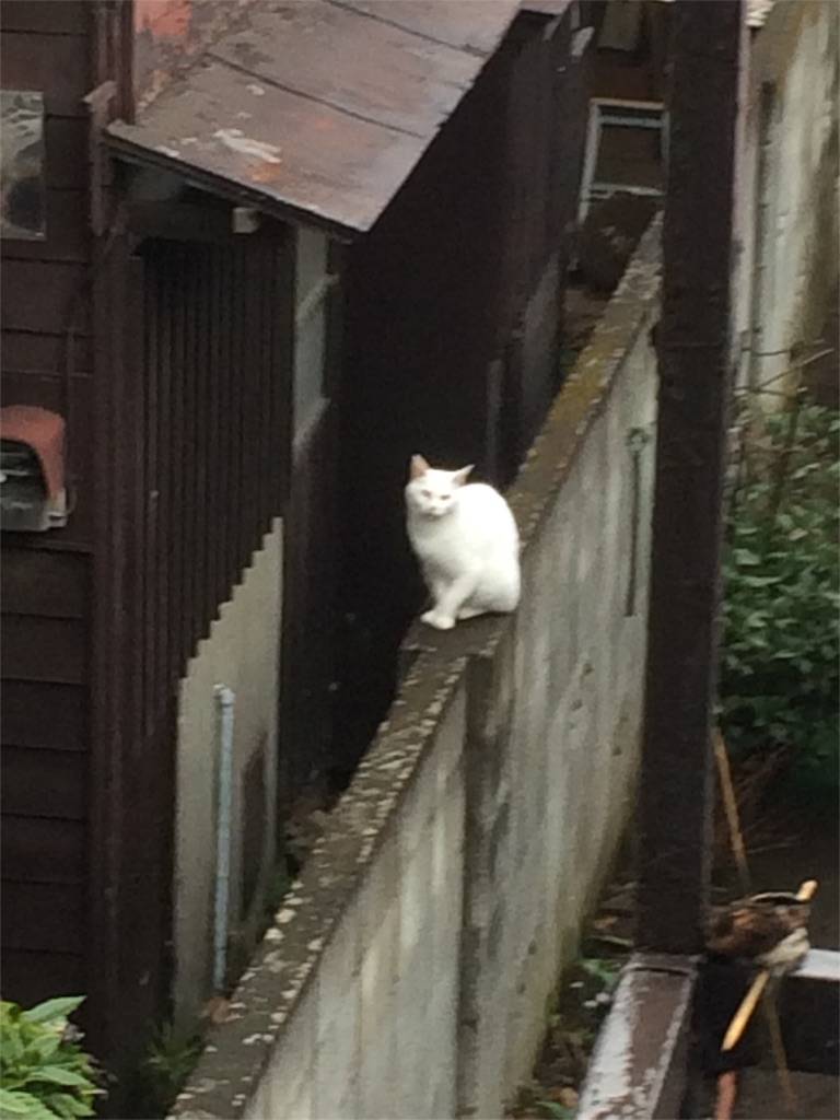 f:id:yurucat:20151118194916j:image f:id:yurucat:20151118194916j:image