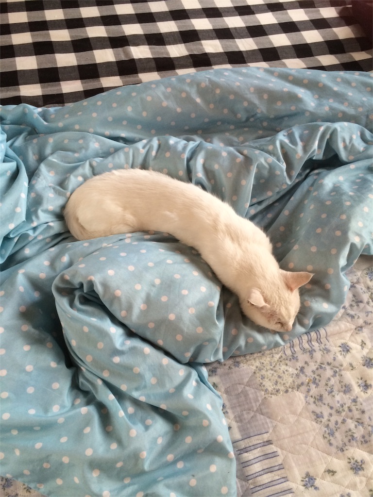 f:id:yurucat:20151118195344j:image f:id:yurucat:20151118195344j:image