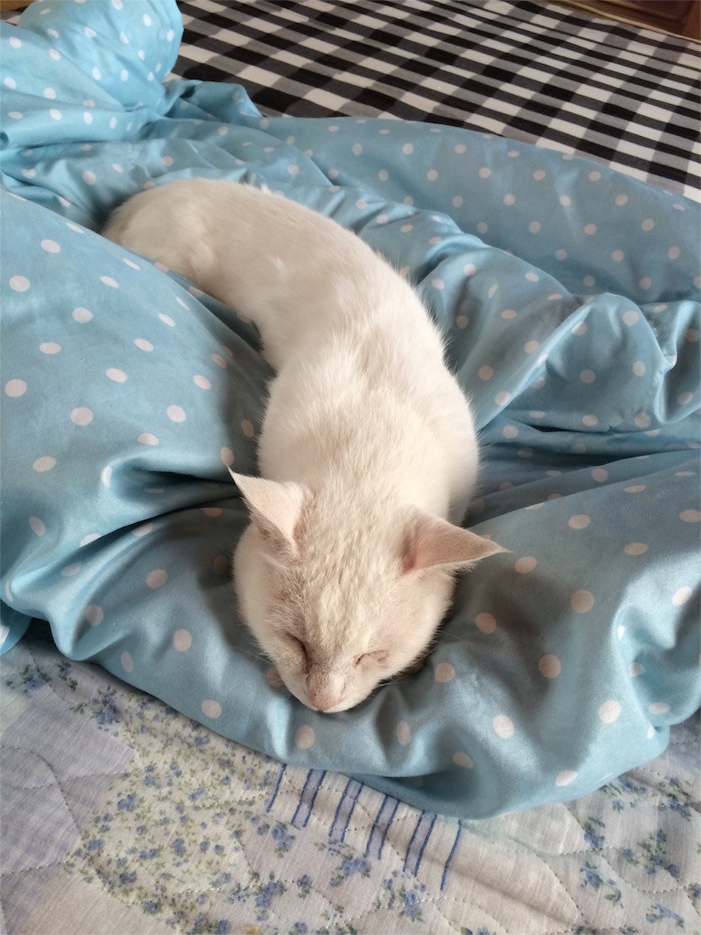 f:id:yurucat:20151118195420j:image f:id:yurucat:20151118195420j:image