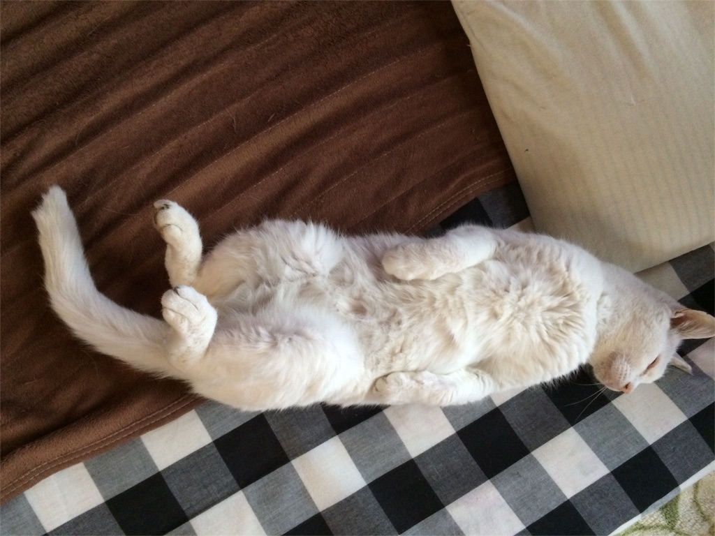 f:id:yurucat:20151118200512j:image f:id:yurucat:20151118200512j:image
