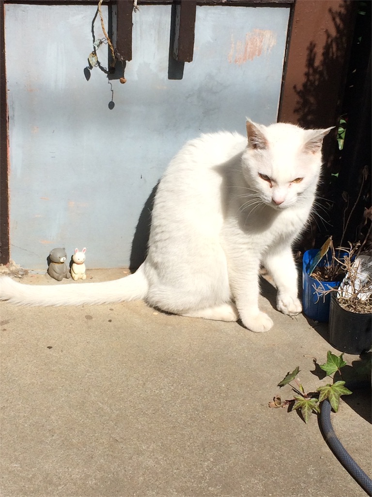 f:id:yurucat:20160302123309j:image f:id:yurucat:20160302123309j:image
