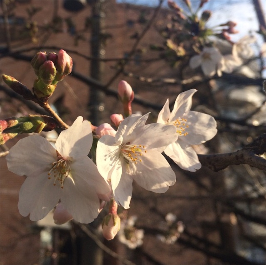 f:id:yururi21:20160323234257j:image f:id:yururi21:20160323234257j:image