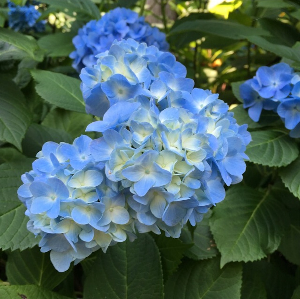 f:id:yururi21:20160621161107j:image f:id:yururi21:20160621161107j:image