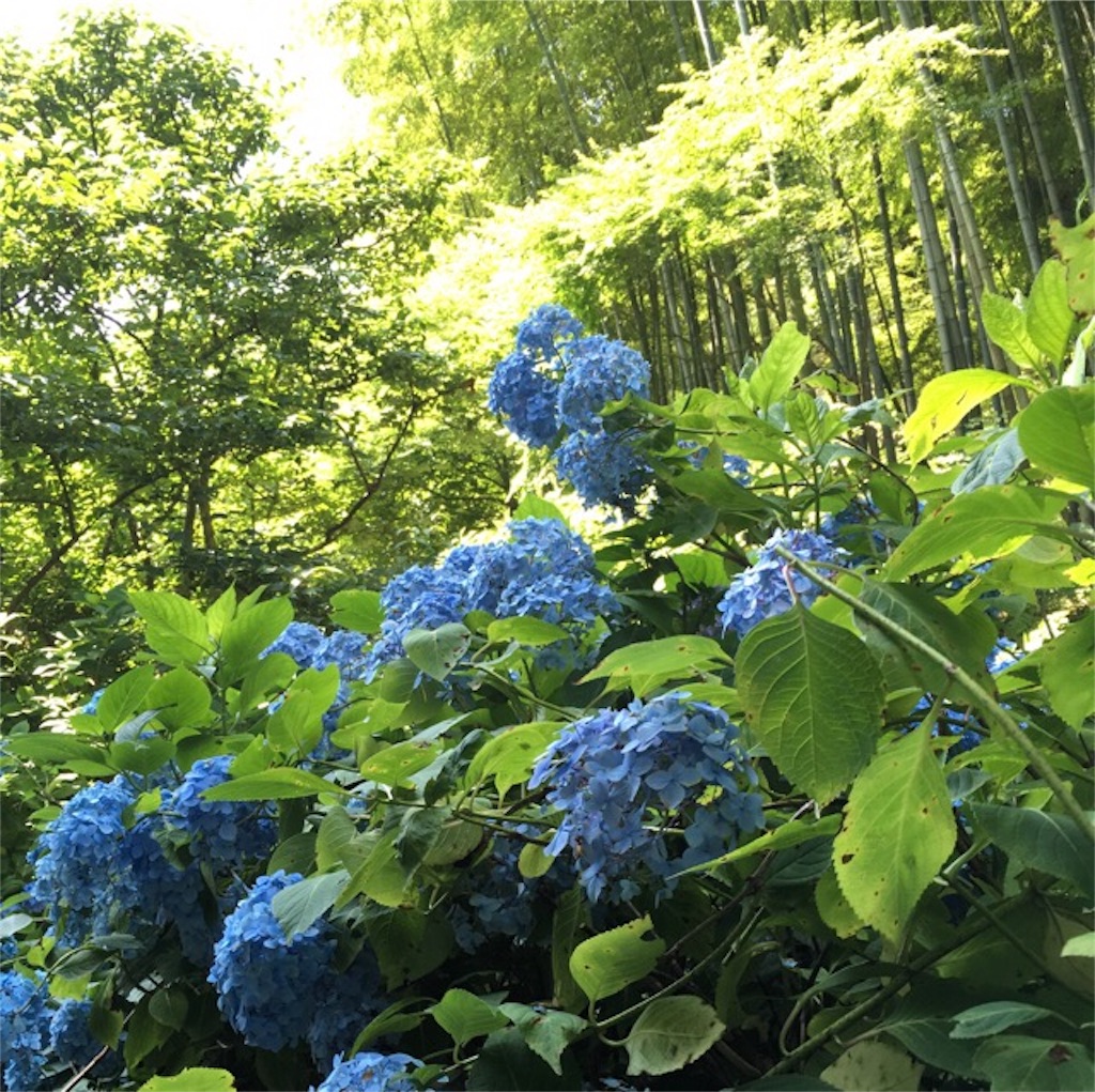 f:id:yururi21:20160621163455j:image f:id:yururi21:20160621163455j:image