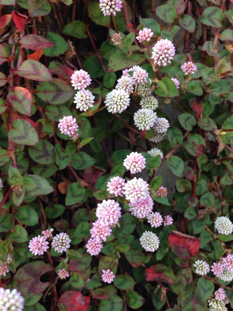 f:id:yuugataJoxaren:20141019200819j:plain f:id:yuugataJoxaren:20141019200819j:plain