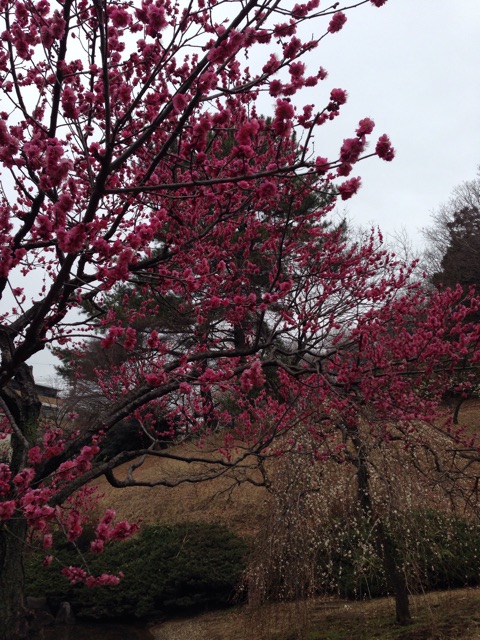 f:id:yuugataJoxaren:20150222213849j:plain f:id:yuugataJoxaren:20150222213849j:plain