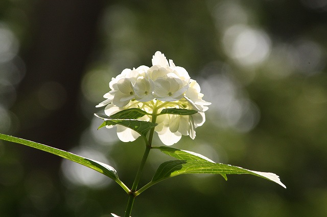 f:id:yuuko1220:20150618141430j:plain f:id:yuuko1220:20150618141430j:plain