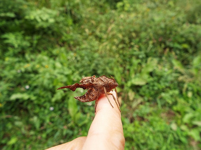 f:id:yuuko1220:20151006220817j:plain