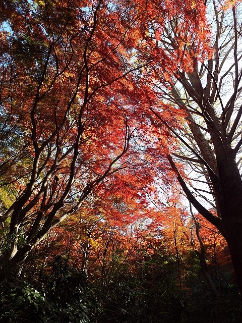 f:id:yuuko1220:20151208215703j:plain f:id:yuuko1220:20151208215703j:plain