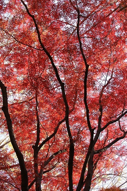 f:id:yuuko1220:20151208220037j:plain f:id:yuuko1220:20151208220037j:plain