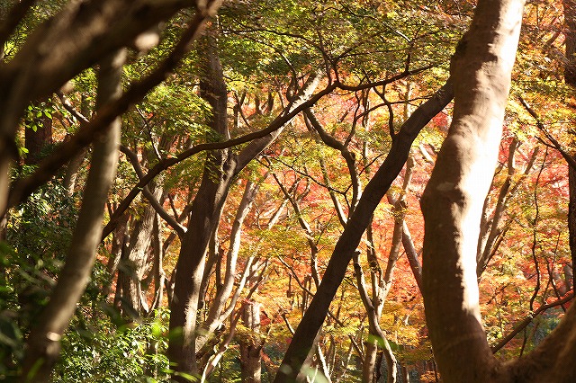 f:id:yuuko1220:20151208220040j:plain f:id:yuuko1220:20151208220040j:plain