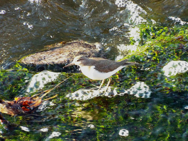 f:id:yuuko1220:20160102224625j:plain