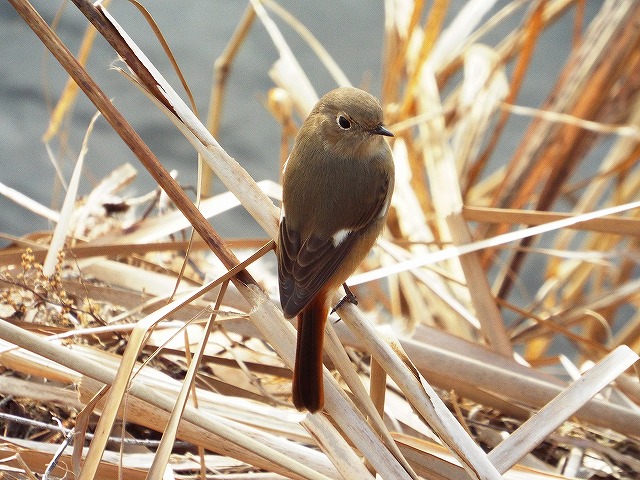 f:id:yuuko1220:20160104064252j:plain