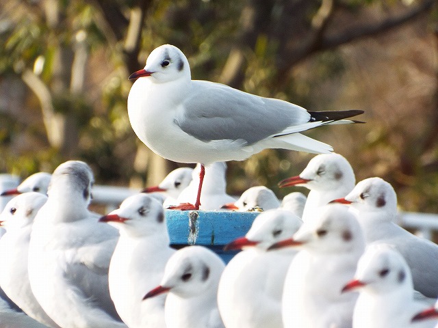 f:id:yuuko1220:20160104064253j:plain