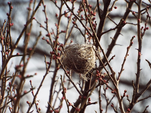 f:id:yuuko1220:20160123224141j:plain