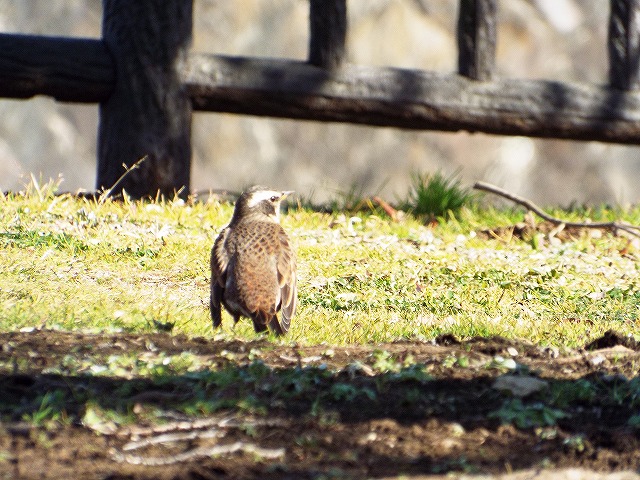 f:id:yuuko1220:20160123224142j:plain
