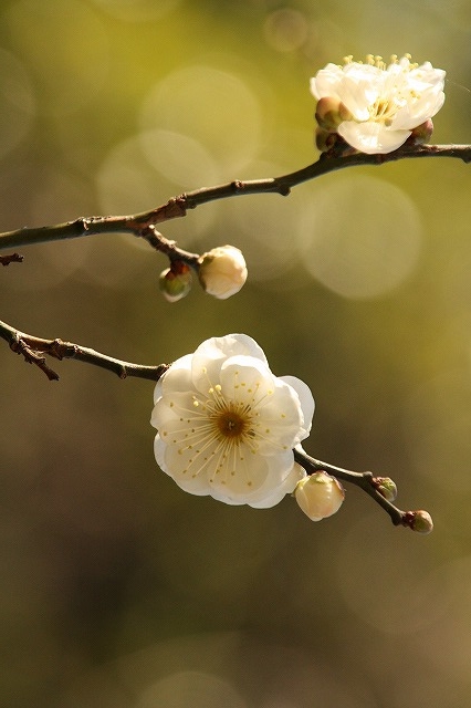 f:id:yuuko1220:20160123224146j:plain