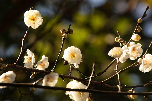 f:id:yuuko1220:20160123224148j:plain