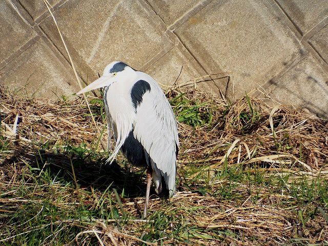 f:id:yuuko1220:20160124144004j:plain