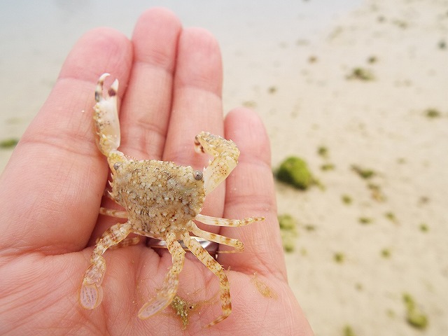 f:id:yuuko1220:20160326222543j:plain