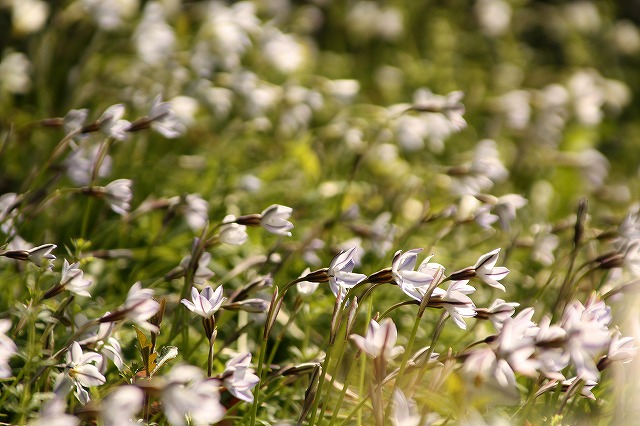 f:id:yuuko1220:20160326224736j:plain