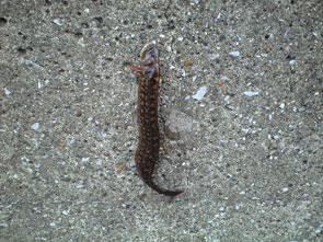 f:id:z50:20110610194253j:image f:id:z50:20110610194253j:image