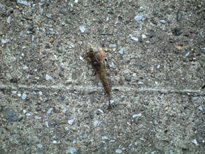 f:id:z50:20110610194254j:image f:id:z50:20110610194254j:image