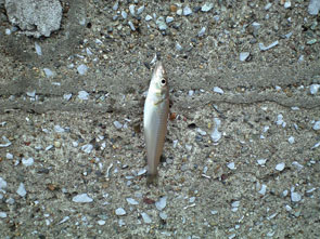 f:id:z50:20110610194257j:image f:id:z50:20110610194257j:image